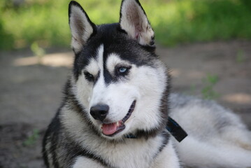 siberian husky puppy © 0990930308