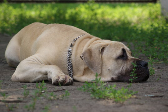 english mastiff puppy