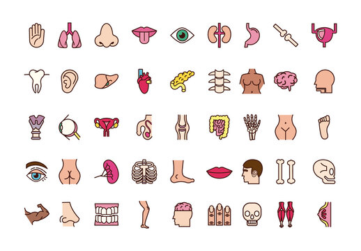 Human Anatomy Set