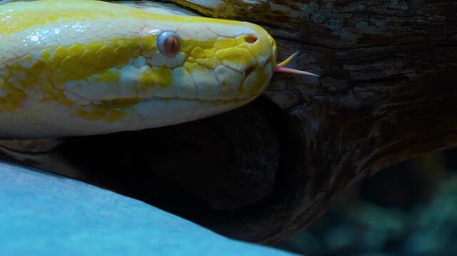 A close up view of an albino python snake head slowly crawling over  rocks on acloudy day

