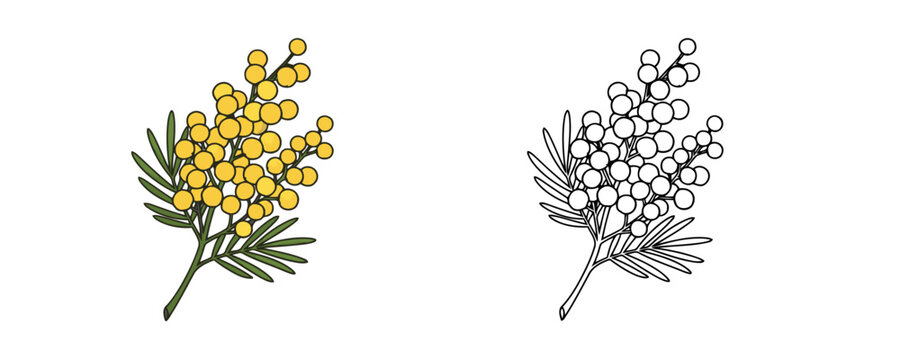Mimosa flower branch with yellow fluffy balls and green leaves in cartoon style and black outline for spring holiday decoration and coloring page on white background