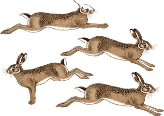 Vintage hand drawn running hare illustration set featuring wild rabbit motion poses, classic engraving style wildlife vector isolated on white © Jahangir