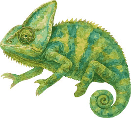 Obraz premium Vector watercolor illustration of a veiled chameleon
