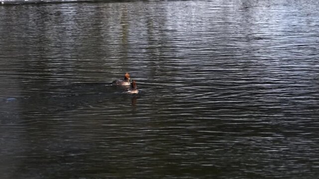 Two female hooded merganser swimming on a river, one has caught a crayfish and handling a crayfish before eating it.  Natural wildlife feeding behaviour in winter environment with visible snow.