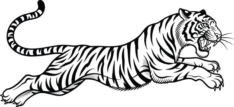 Jumping tiger illustration in black and white line art style showing powerful wild animal in motion, fierce predator pose, vintage engraving vector design