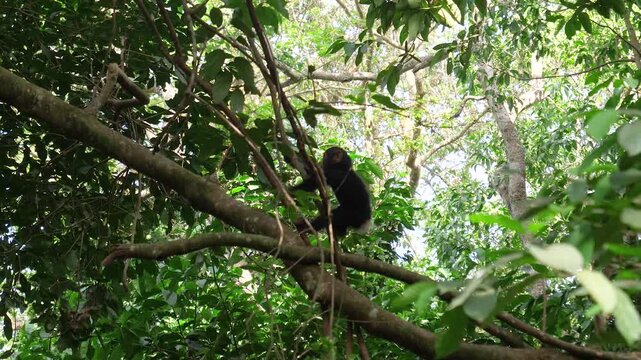 View of juvenile wild chimpanzee skillfully climbing on branches and vines in its natural habitat, surrounded by the lush green canopy of a dense tropical rainforest. Animal in wildlife