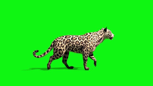 A majestic jaguar with intricate rosette patterns performs a steady walk cycle on a solid green background. This high-fidelity 3D creature is ideal for cinematic film and educational use.