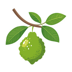 Bergamot fruit with leaves and slice vector color illustration. Fresh citrus fruit in bright natural colors isolated on a white background. Mediterranean aromatic bergamot for food