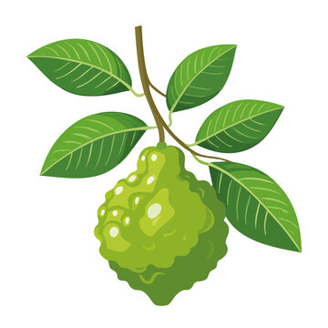 Bergamot fruit with leaves and slice vector color illustration. Fresh citrus fruit in bright natural colors isolated on a white background. Mediterranean aromatic bergamot for food