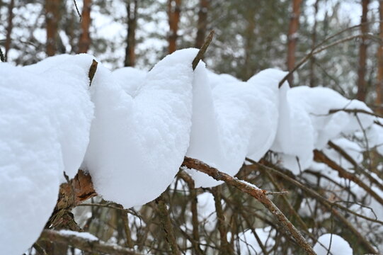 Bizarre snowdrifts on a tree.