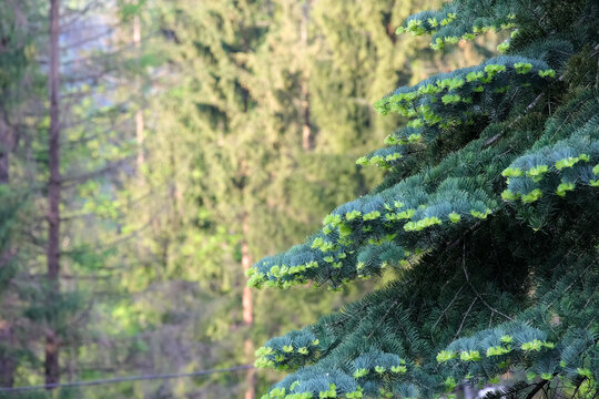 This is a conifer in Zakopane, Poland, in spring