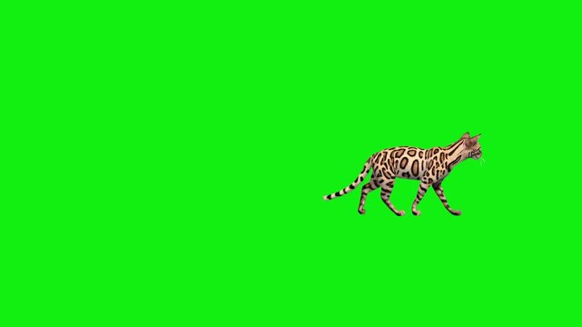 High-quality 3D animation of a Bengal cat with a distinct leopard-spotted pattern walking in profile. Isolated on a chroma key background for visual effects.