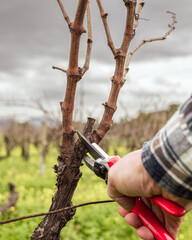 Close-up of the hands of the winemaker pruning the vineyard with professional steel scissors. Traditional agriculture. Winter pruning, Guyot method.