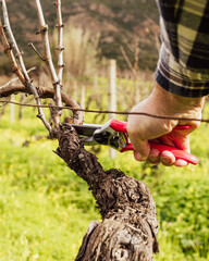Naklejka premium Close-up of the hands of the winemaker pruning the vineyard with professional steel scissors. Traditional agriculture. Winter pruning, Guyot method.