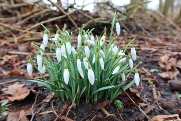  Delicate white spring flowers blooming among green leaves.