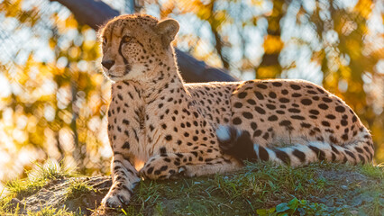 Acinonyx jubatus, cheetah, on a sunny autumn or indian summer day © Martin Erdniss