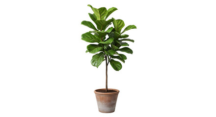 Fototapeta premium A small potted plant with green leaves on transparent background