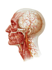 Medizinische Illustration eines menschlichen Kopfes, freigestellt vor transparentem HintergrundGenerative AI