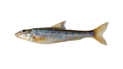 Naklejka premium A fish is moving through clear water close to a sandy riverbank. The sun shines down, making the water bright. Small ripples can be seen around the fish as it swims