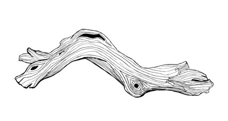 Hand drawn driftwood branch with detailed wood grain line art isolated on white rustic natural coastal and forest design element © gleolite