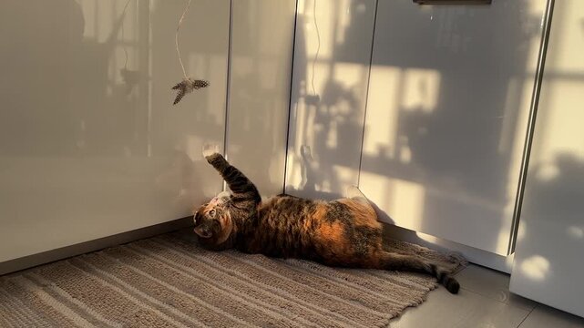 Curious calico cat lazily playing with toy, lying on floor. Interested fluffy feline plays with teasing feather toy under sun on rug in kitchen. Hunter stimulation for pet health, pleasures activities