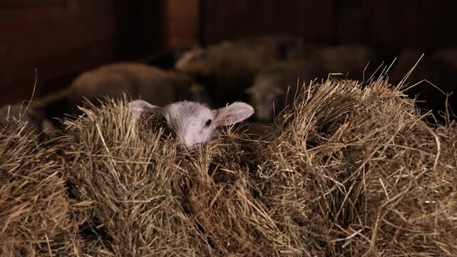 Inside barn, Lamb shelter, Lamb eyes. Nurturing farm life, where animals are cared for in rustic, natural environment.