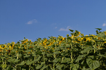 Obraz premium Vast field of sunflowers under a clear blue sky with scattered clouds on a sunny day