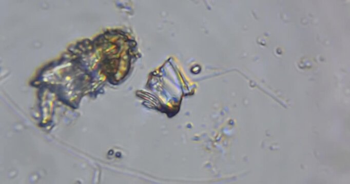 live microscopic observation of a natural micro ecosystem contained within a drop of freshwater.