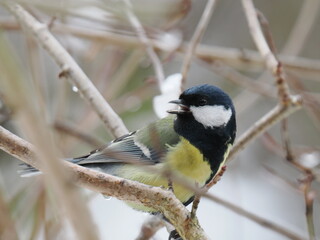 Fototapeta premium Great Tit (Parus major)