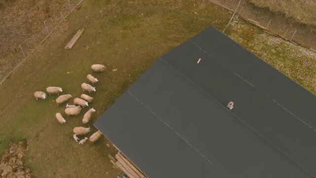 Overhead view, peaceful farm, grazing sheep. Overhead view showing group sheep gathered near edge building, with few lambs in mix. Scene captures peaceful farm setting, showcasing natural animal