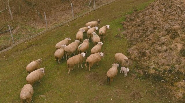 quiet flock, pastoral scene, sheep lambs. Top-down perspective reveals flock grazing on gentle hillside, with lambs gathered around their mothers.