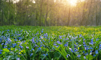Fototapeta premium Beautiful sunny nature background with blossom floral meadow. spring blue flowers of Scilla siberica growth in forest. spring floral landscape. fairytale woodland, idyllic scenery, harmony of nature