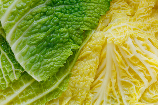 Gros plan de feuilles de chou vert frais pr&ecirc;tes &agrave; &ecirc;tre cuisin&eacute;es