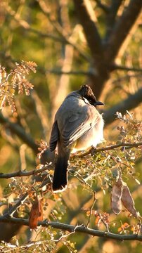 White Eared Bulbul In Forest - 4k Vertical Video
