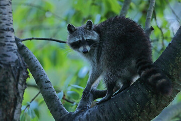 Szop pracz, szop amerykański, (Procyon lotor), raccoon © Bartosz Rakoczy