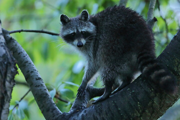 Szop pracz, szop amerykański, (Procyon lotor), raccoon © Bartosz Rakoczy