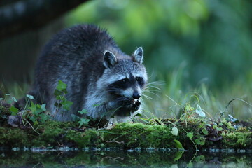 Szop pracz, szop amerykański, (Procyon lotor), raccoon © Bartosz Rakoczy