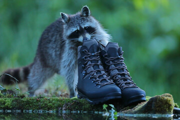 Szop pracz, szop amerykański, (Procyon lotor), raccoon © Bartosz Rakoczy