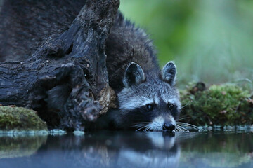 Szop pracz, szop amerykański, (Procyon lotor), raccoon © Bartosz Rakoczy