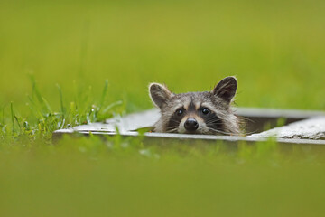 Szop pracz, szop amerykański, (Procyon lotor), raccoon © Bartosz Rakoczy