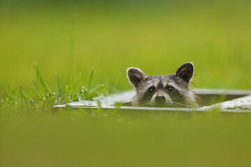 Szop pracz, szop amerykański, (Procyon lotor), raccoon © Bartosz Rakoczy