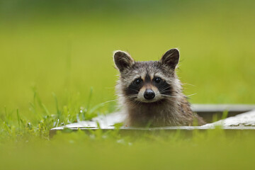 Szop pracz, szop amerykański, (Procyon lotor), raccoon © Bartosz Rakoczy