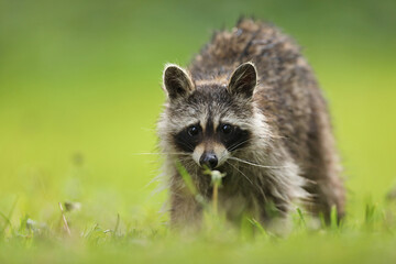 Szop pracz, szop amerykański, (Procyon lotor), raccoon © Bartosz Rakoczy