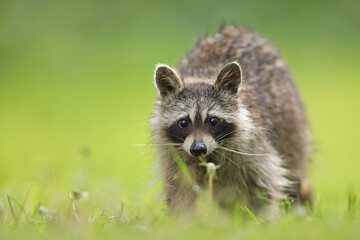 Szop pracz, szop amerykański, (Procyon lotor), raccoon © Bartosz Rakoczy