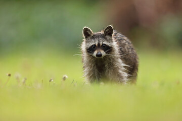 Szop pracz, szop amerykański, (Procyon lotor), raccoon © Bartosz Rakoczy