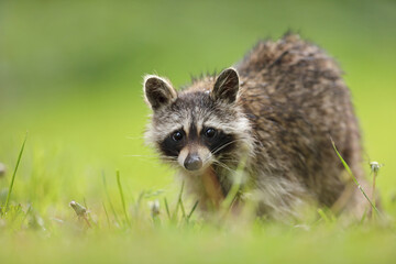 Szop pracz, szop amerykański, (Procyon lotor), raccoon © Bartosz Rakoczy