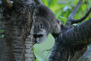 Szop pracz, szop amerykański, (Procyon lotor), raccoon © Bartosz Rakoczy