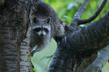 Szop pracz, szop amerykański, (Procyon lotor), raccoon © Bartosz Rakoczy