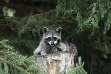Szop pracz, szop amerykański, (Procyon lotor), raccoon © Bartosz Rakoczy