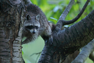 Szop pracz, szop amerykański, (Procyon lotor), raccoon © Bartosz Rakoczy